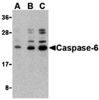 Caspase-6 Antibody