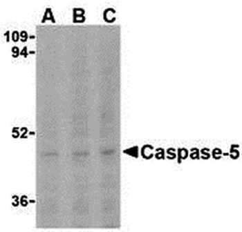 Caspase-5 Antibody