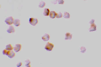 Caspase-2 Antibody