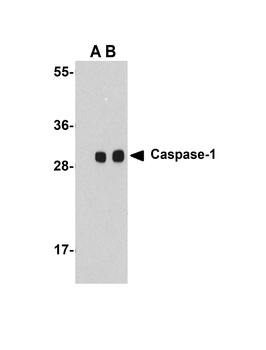 Caspase-1 Antibody