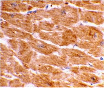 Caspase-1 Antibody