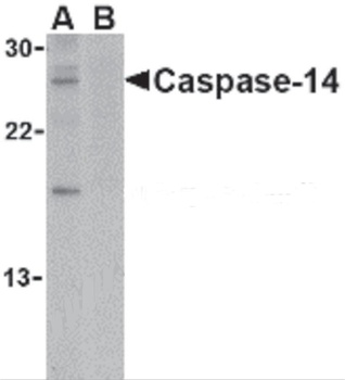 Caspase-14 Antibody