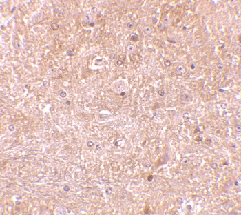 Caspase-13 Antibody