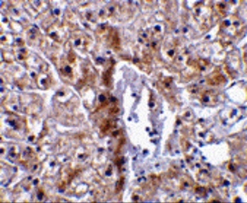 Caspase-12 Antibody (Small)