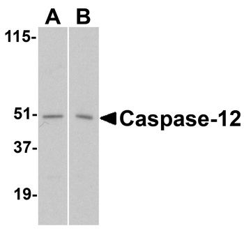 Caspase-12 Antibody
