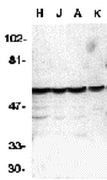 Caspase-10 Antibody