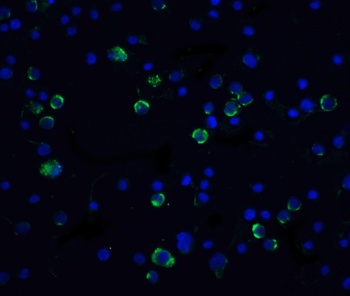 Caspase-10 Antibody