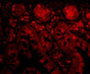 Bit1 Antibody