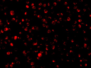 Bit1 Antibody