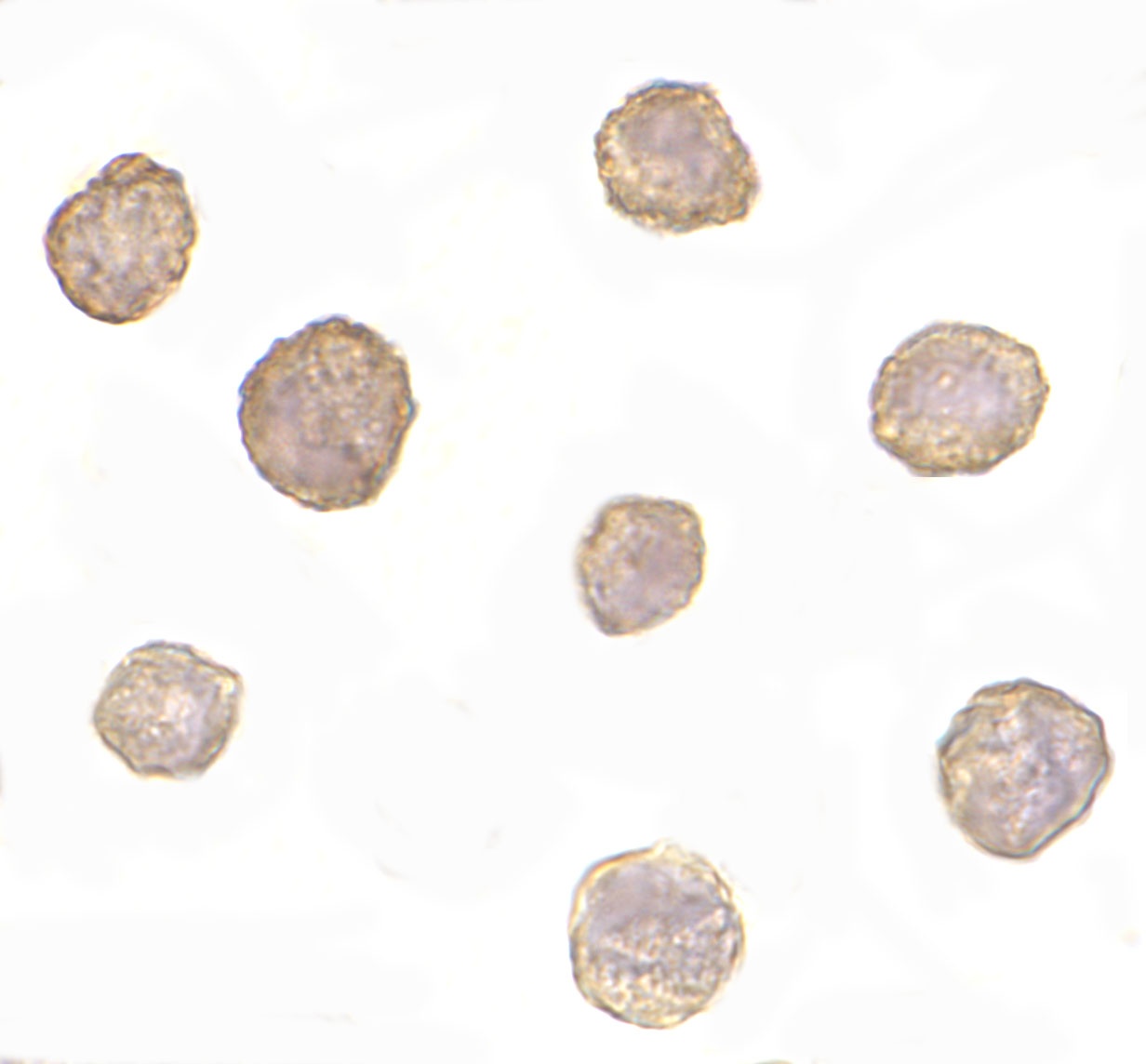 Bim Antibody [1C2H4]