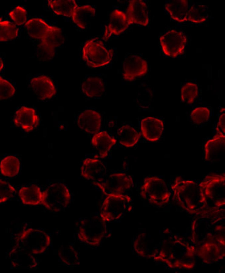 Bim Antibody [1C2H4]
