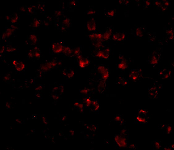 Bim Antibody [1C2C8]