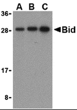Bid Antibody