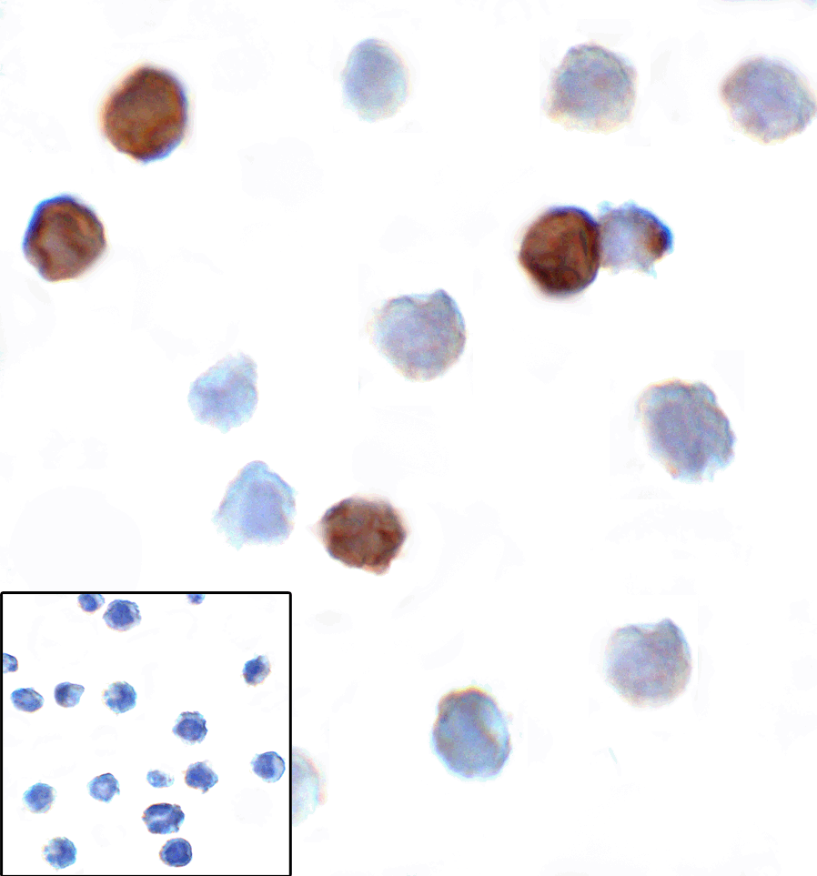 TIGIT Antibody [10B1]