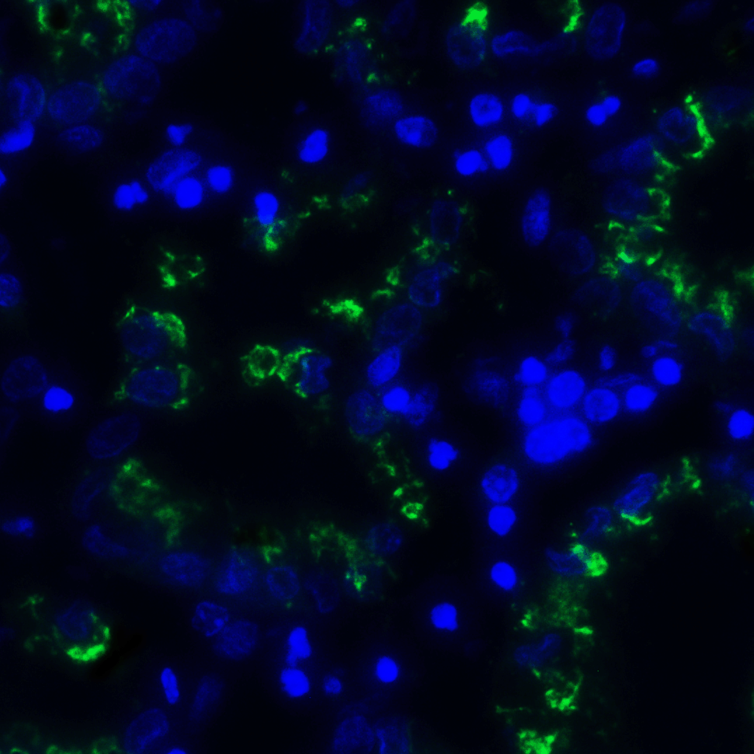 TIGIT Antibody [10B1]