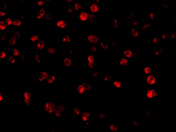 Beclin-1 Antibody