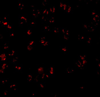 Bcl-10 Antibody