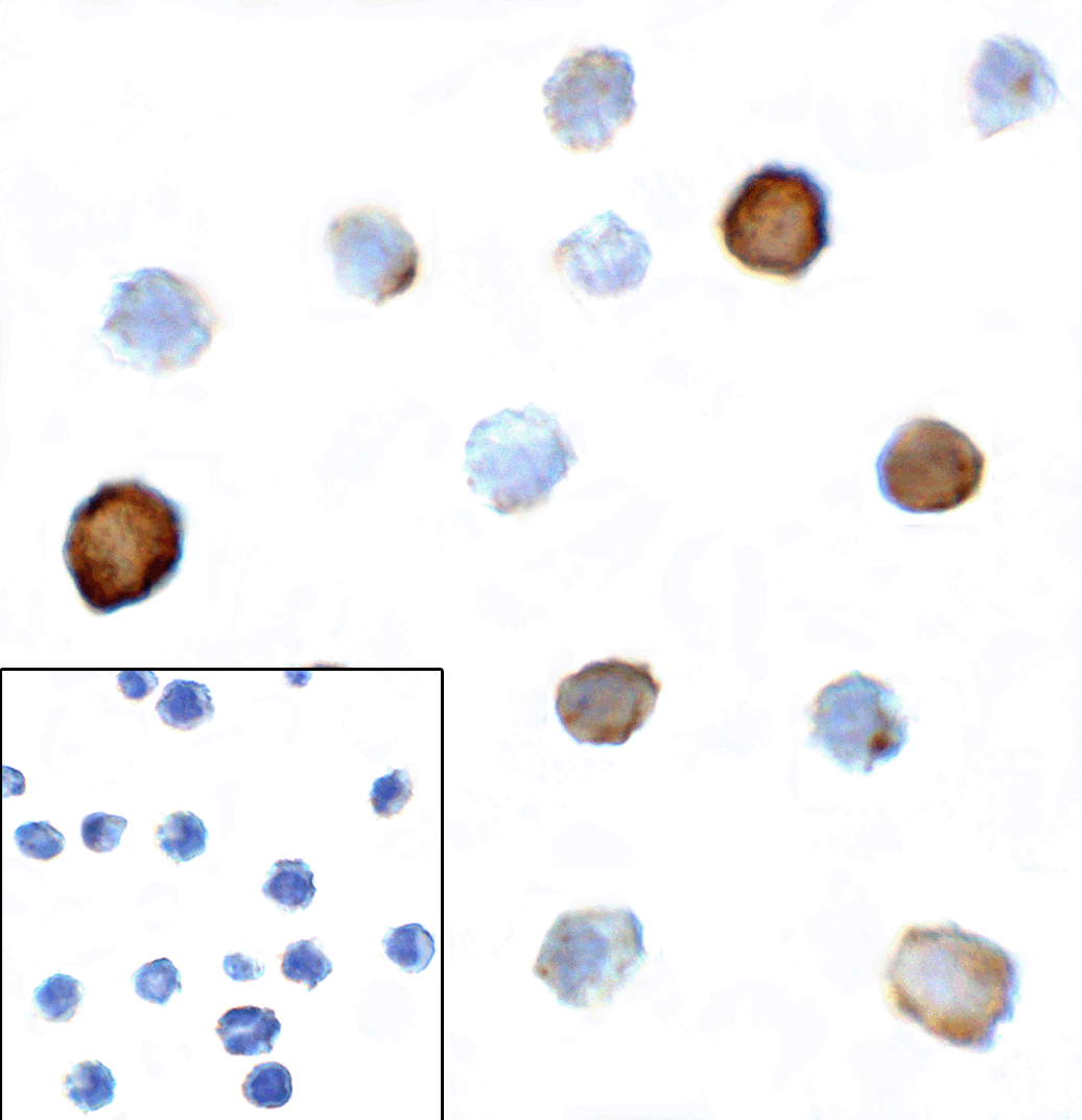 TIGIT Antibody [3B5]