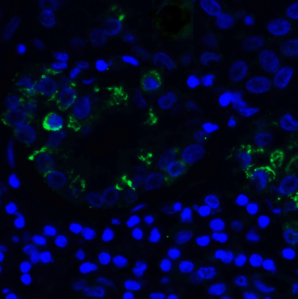 TIGIT Antibody [3B5]