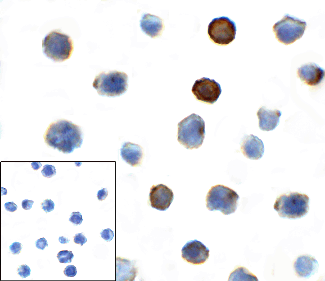 TIGIT Antibody [7E5]