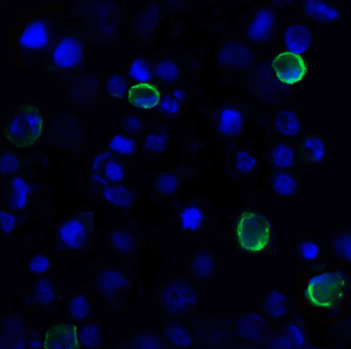 TIGIT Antibody [7E5]