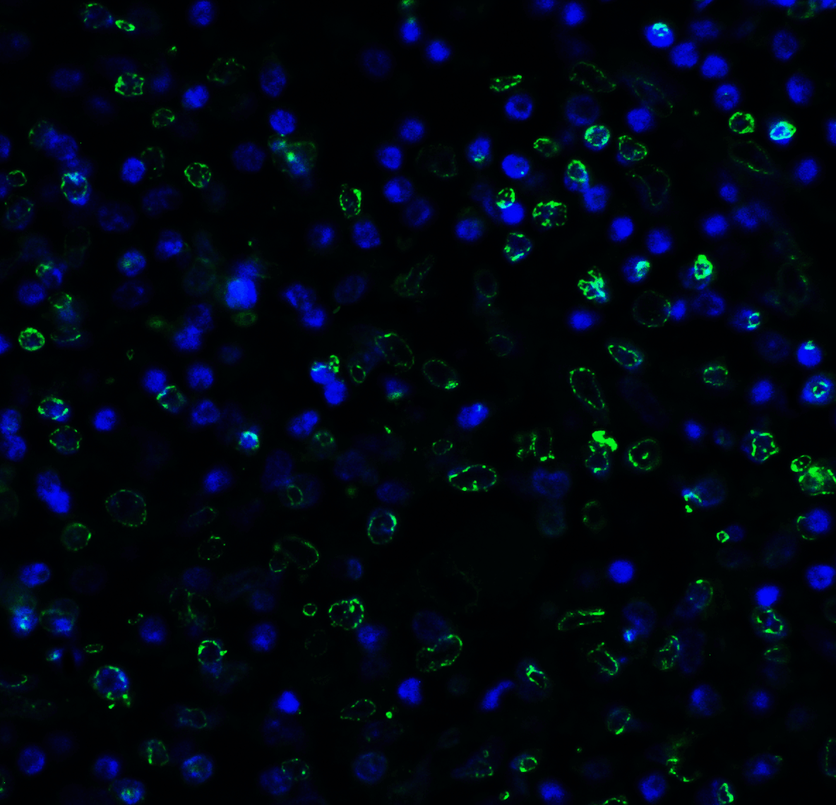 TIGIT Antibody [7E5]