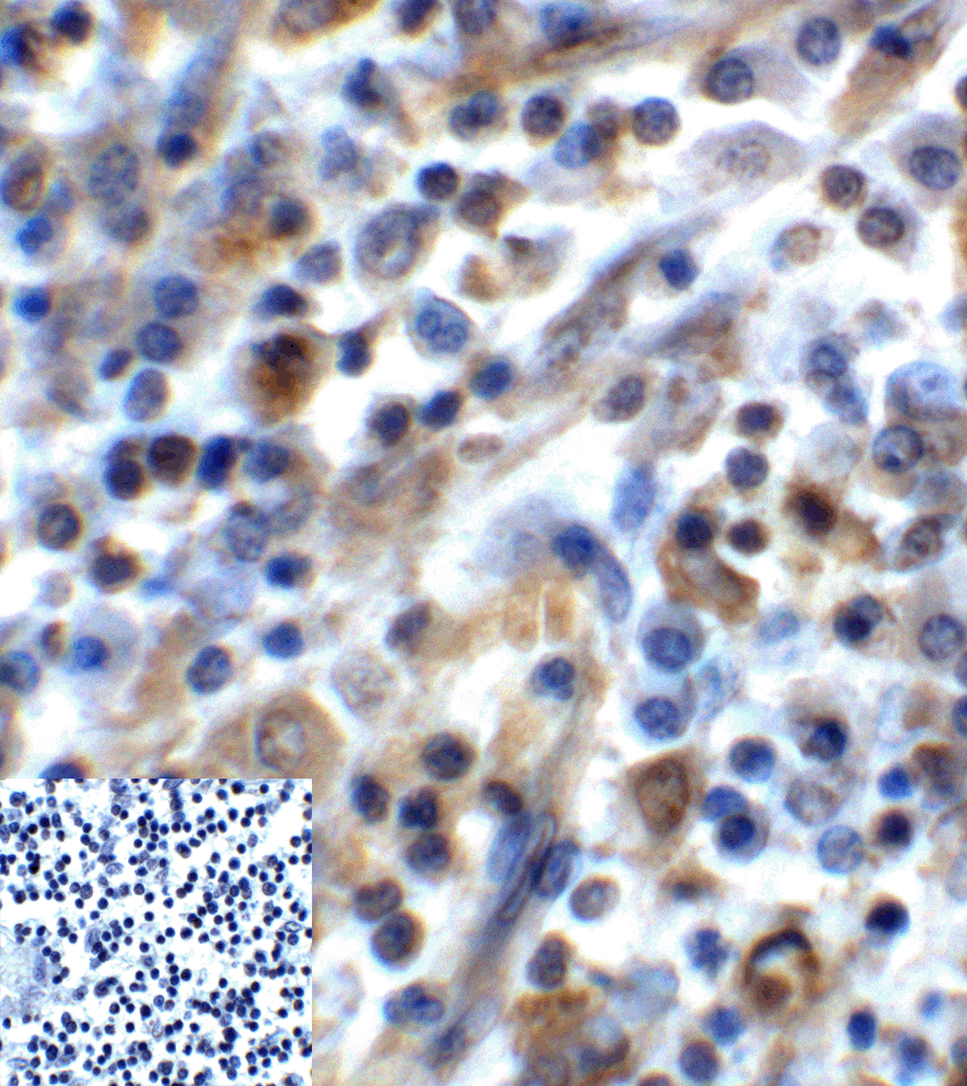 TIGIT Antibody [7E5]