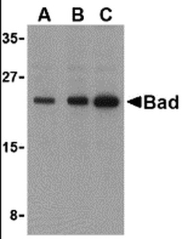 BAD Antibody