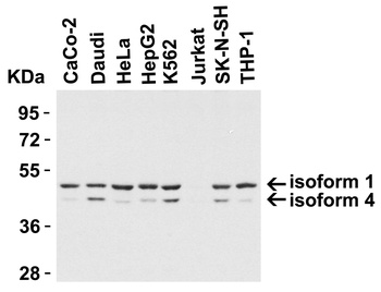 TIP47 Antibody