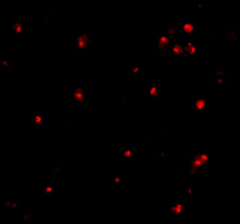 APG7 Antibody
