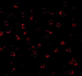 APG7 Antibody
