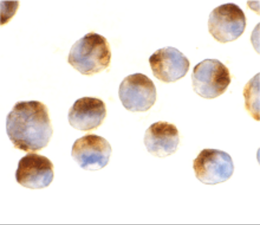 Apaf-1 Antibody [2E10]