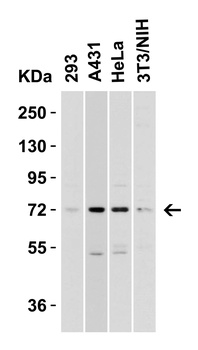 TOM70 Antibody