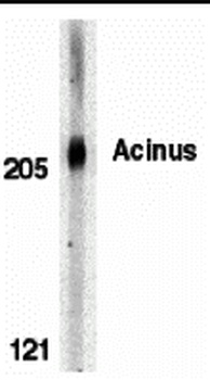 Acinus Antibody