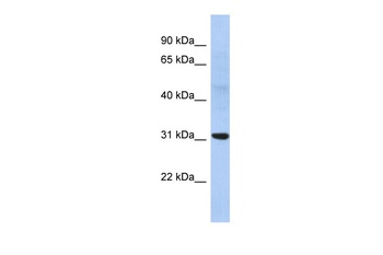 NP Antibody