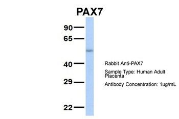 PAX7 Antibody