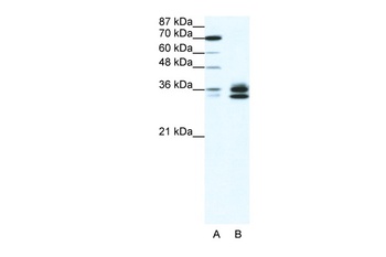 RELA Antibody