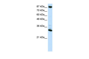CTCF Antibody