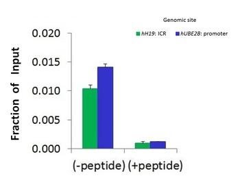 CTCF Antibody