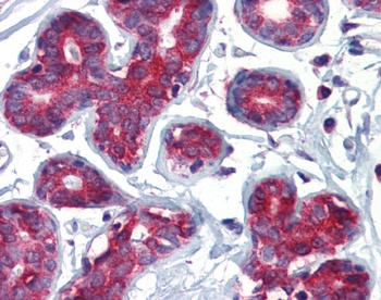 TAL1 Antibody