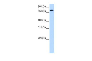 FOXO1 Antibody