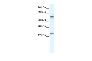 PDCD4 Antibody