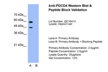 PDCD4 Antibody