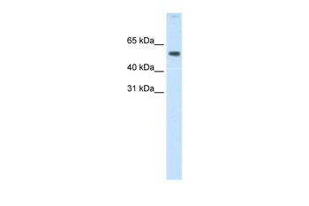 AKT1 Antibody