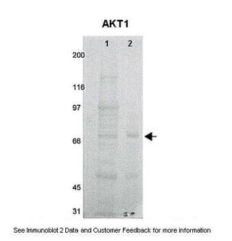 AKT1 Antibody