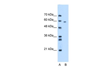 MDM4 Antibody