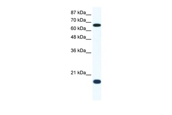 CUL1 Antibody