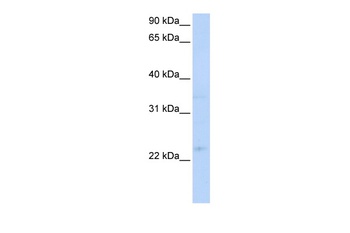 TNFRSF18 Antibody
