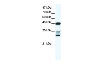 TNFSF10 Antibody
