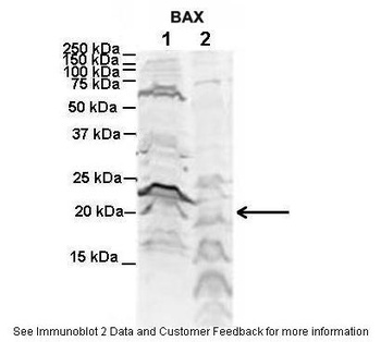 BAX Antibody